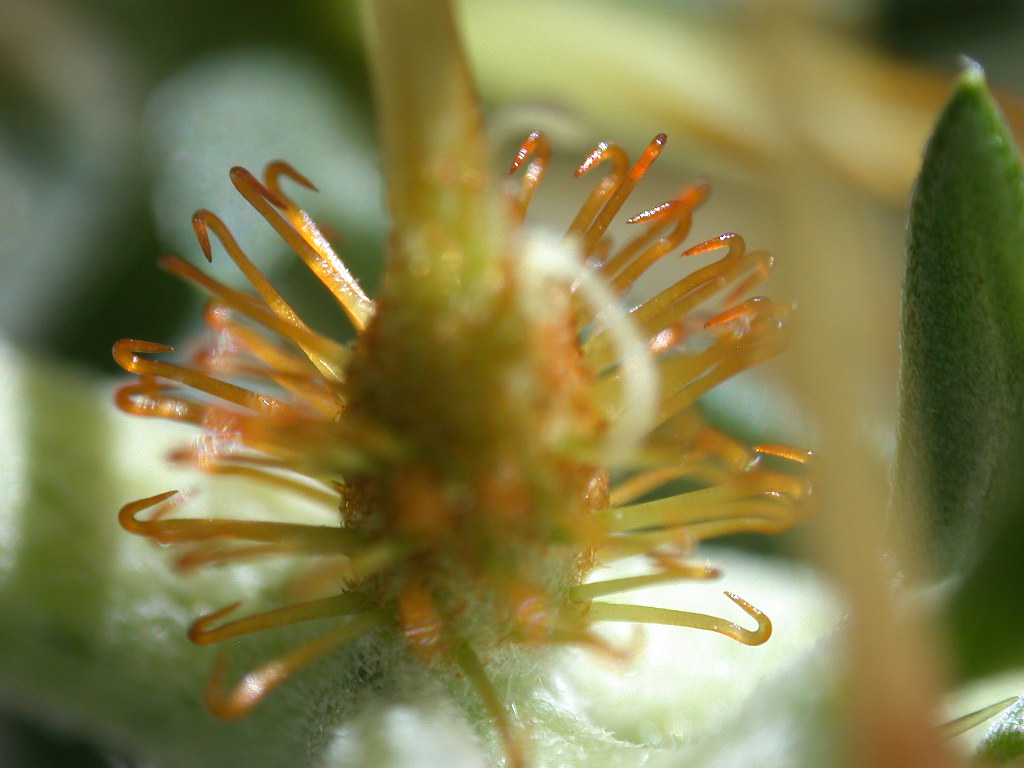 Aculei ... di ? Xanthium spinosum (quiz)